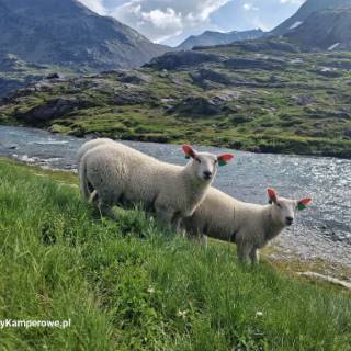 campery asone - IMG-20241118-WA0139