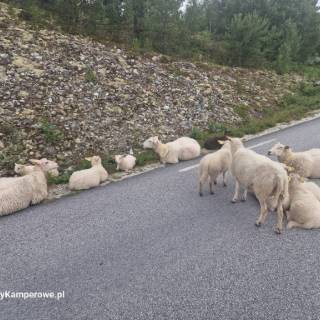 campery asone - IMG-20241118-WA0113